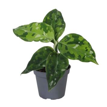 image AGLAONEMA ARACEAE