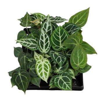 image ANTHURIUM FEUILLAGE VARIE