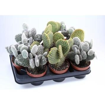 image CACTUS OPUNTIA VARIE