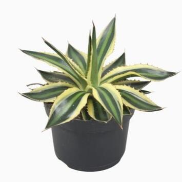 image AGAVE LOPHANTA QUADRICOLOR