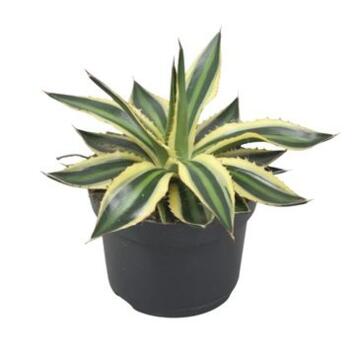 image AGAVE LOPHANTA QUADRICOLOR