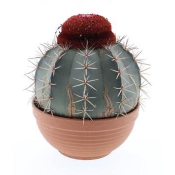 image MELOCACTUS MATANZANUS