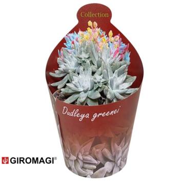 image CACTUS MAMMILLARIA DUWEI