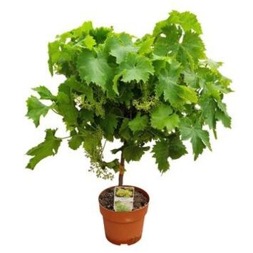 image VITIS VIGNE TIGE