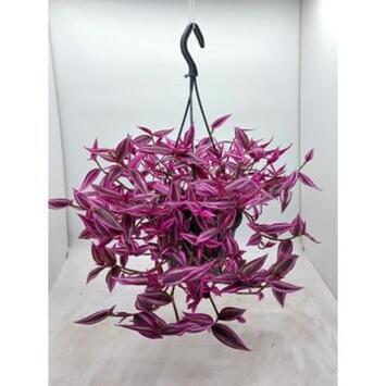 image TRADESCANTIA ZEBRINA PINK PARADISE