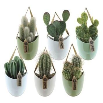 image CACTUS VARIE CERAM