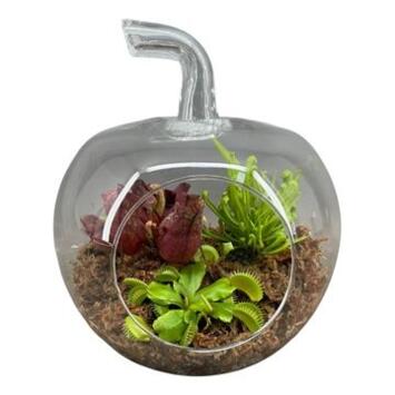 image PLANTE CARNIVORE X3 POMME VERRE