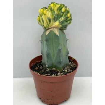image CACTUS GREFFE JAUNE