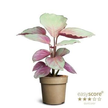 image CALATHEA GEOPPERTIA SILVER