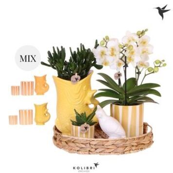 image PHALAENOPSIS 2BR + SUCCULENTE CERAM