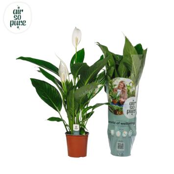 image SPATHIPHYLLUM BINGO CUPIDO