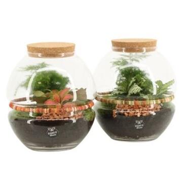 image COMPO 2 PLANTES TERRARIUM BOCAL