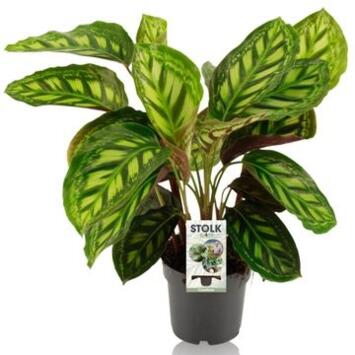 image CALATHEA FLAMESTAR