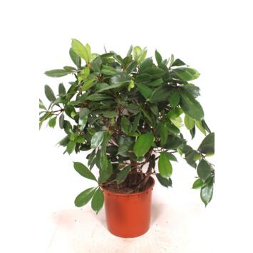 image FICUS CYASTHISTIPULA