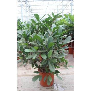 image FICUS CYASTHISTIPULA