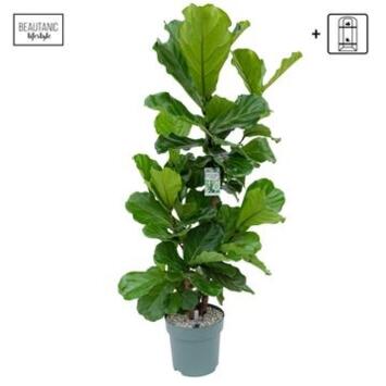 image FICUS LYRATA