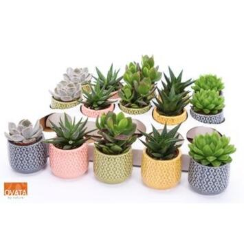 image SUCCULENTE CERAM