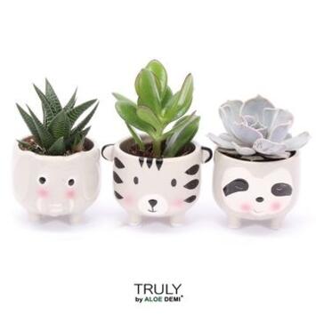 image SUCCULENTE CERAM