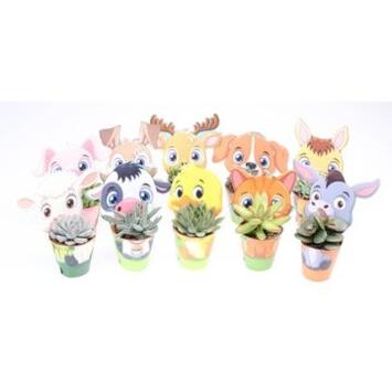 image SUCCULENTE P CARTON DECO CAMPAGNE