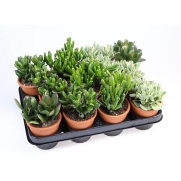 image CRASSULA P TERRE