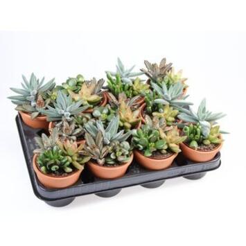 image SUCCULENTE X3 P TERRE