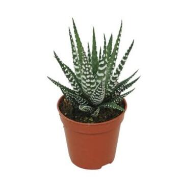 image CACTUS HAWORTHIA BIG BAND