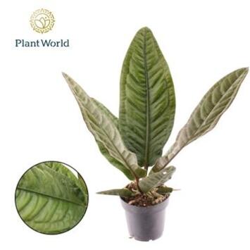 image ANTHURIUM SUPERBUM