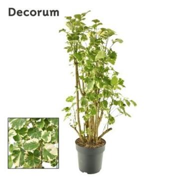image ARALIA POLYSCIAS BALFOURII