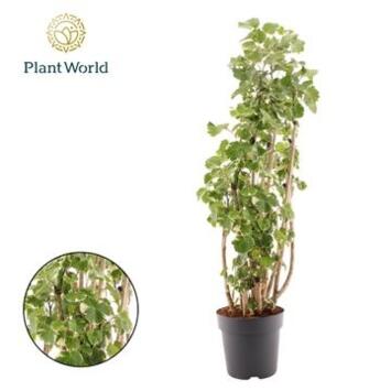 image ARALIA POLYSCIAS BALFOURII
