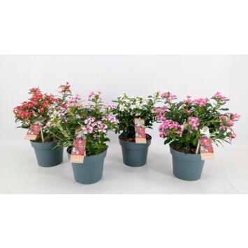 image CATHARANTHUS VINCA