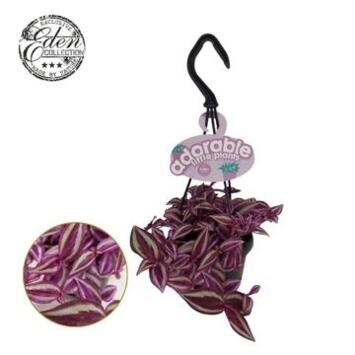 image TRADESCANTIA PINK PARADISE SUSP