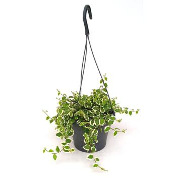 image FICUS PUMILA SUNNY SUSP