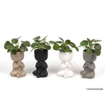 image PILEA PEPEROMOIDES CERAM PERSONNAGE