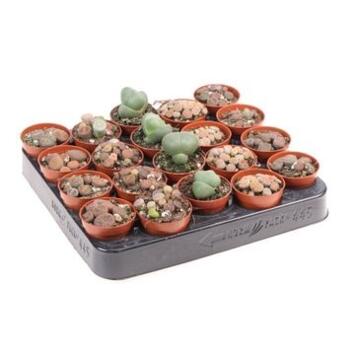 image CACTUS LITHOPS