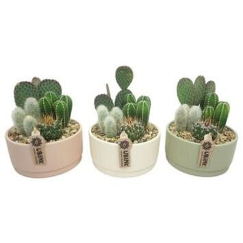 image CACTUS VARIES CERAM