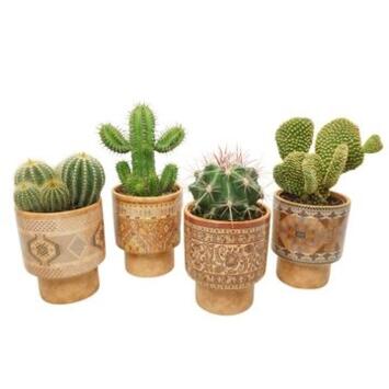 image CACTUS VARIES CERAM