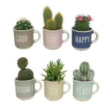 image CACTUS TASSE CERAM