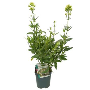 image CENTRANTHUS RUBER ALBUS