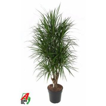 image DRACAENA MARGINATA RAMIFIE