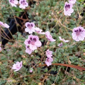 image ERODIUM SPANISH EYES