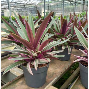 image TRADESCANTIA SPATHACEA