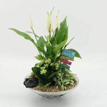 image COMPO 3 PLANTES VERRE