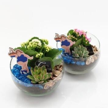 image COMPO 2 PLANTES VERRE