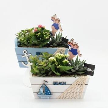 image COMPO 3 PLANTES JARD BOIS