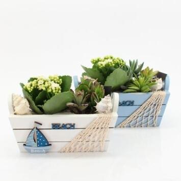 image COMPO 4 PLANTES JARD BOIS