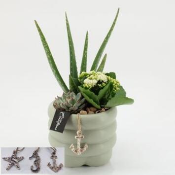 image COMPO 3 PLANTES CERAM