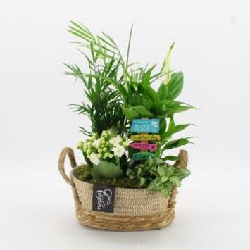 image COMPO 4 PLANTES PANIER OSIER