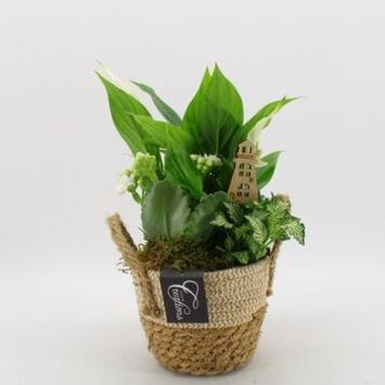 image COMPO 3 PLANTES PANIER OSIER