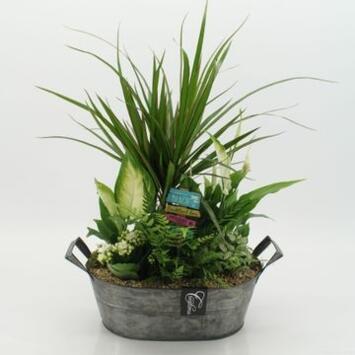 image COMPO 6 PLANTES ZINC
