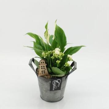 image COMPO 2 PLANTES ZINC